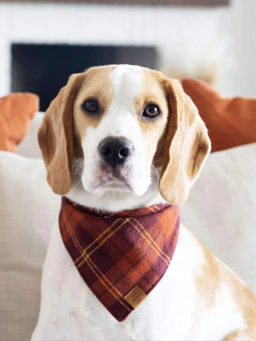 The Foggy Dog - Cider Plaid Dog Bandana